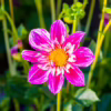 dahlia-1508785047